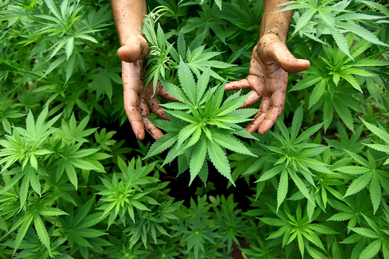 Stand Out in a Crowded Market: The Impact of Professional CBD Marketing