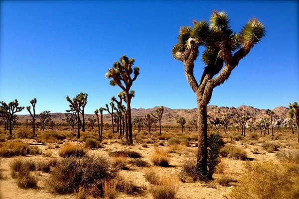 Discover How Far Is Joshua Tree From San Diego