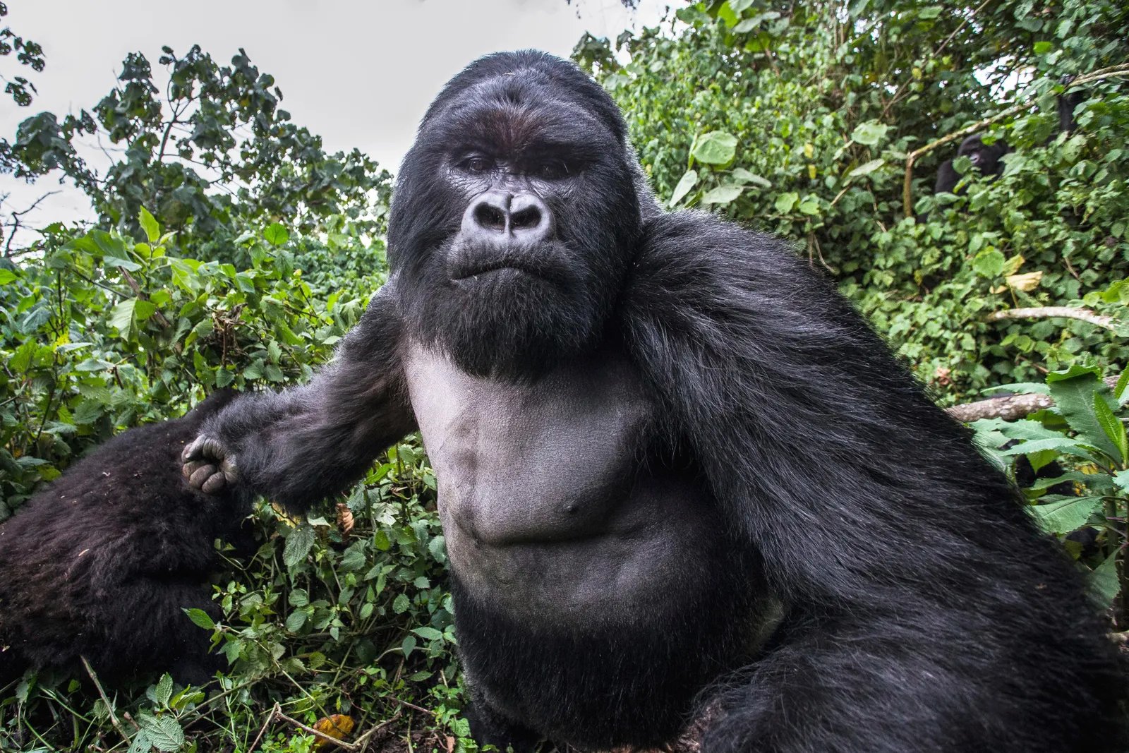 Unveiling The Force: How Hard Can A Gorilla Punch
