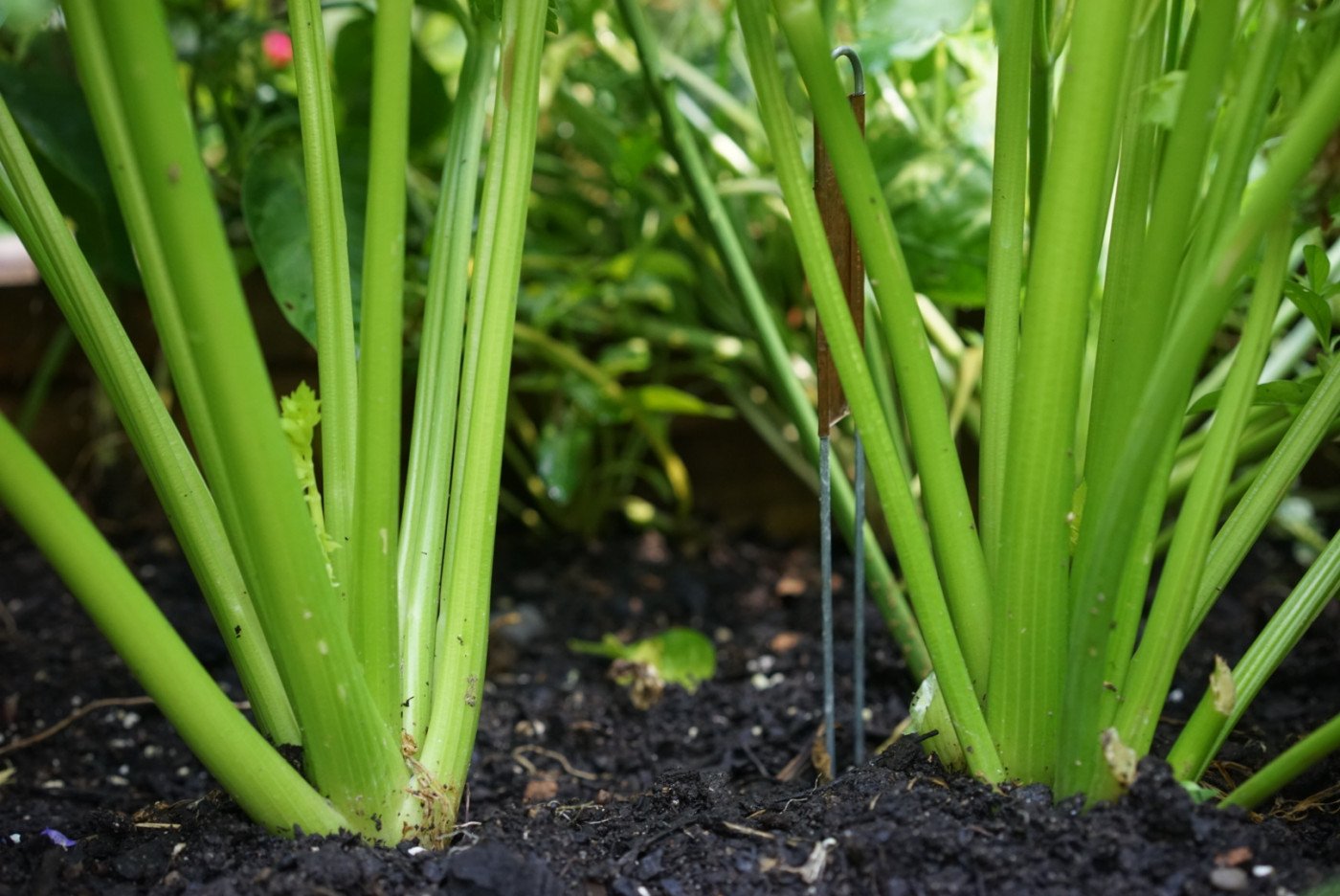 The Complete Guide: How Long Does Celery Take To Grow