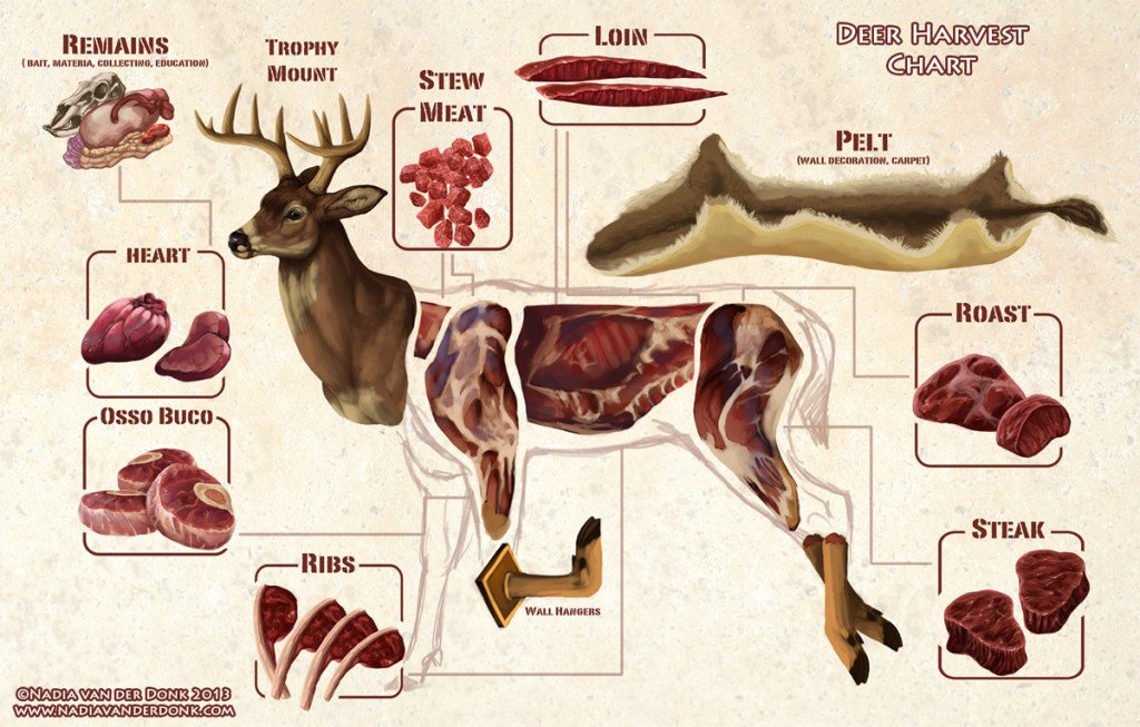 Cost To Process A Deer: Price Breakdown And Tips